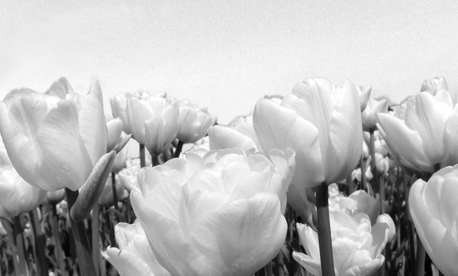 ziris kunst & fotografie